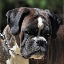 Tori - Boxer
