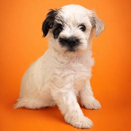 Fred - Sable male Chinese Crested puppy in Destin, Florida from Fairy Tale Cresteds