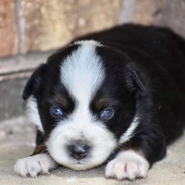 Miniature Australian Shepherd Puppies from Darcie Clingan