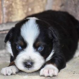Miniature Australian Shepherd Puppies from Darcie Clingan