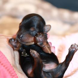 Yorkshire Terrier Puppies from Essence of Grace Yorkies