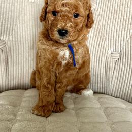 Blue - Cream male Goldendoodle puppy in New Britain, Connecticut from Goldendoodles Stars LLC