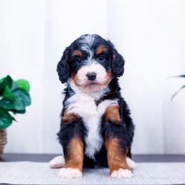 Ocean - Tri-color female Bernedoodle puppy in Arthur, Illinois from Central Illinois Bernedoodles