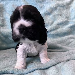 Cocker Spaniel Puppies from Southern Family Kennel