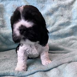 Cocker Spaniel Puppies from Southern Family Kennel