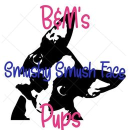 Boston Terriers from Smushy Smush Face Pups