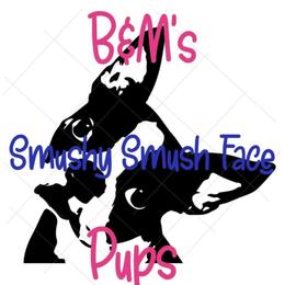 Boston Terriers from Smushy Smush Face Pups