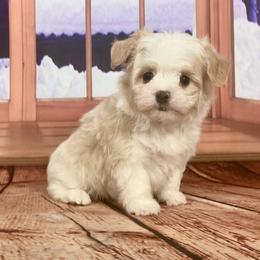 Frosty - Cream male Havanese puppy in Summerfield, Florida from Honor Havanese