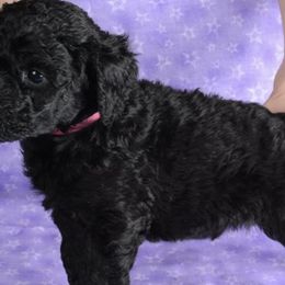 American Staffordshire Terriers and Poodles from Costiera Kennels and Training