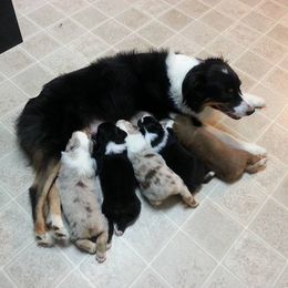 Australian Shepherd Puppies from Larkwood Australian Shepherds