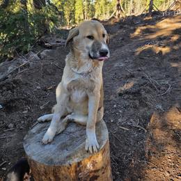 Central Asian Shepherd Dog and Kangal Puppies from VSH Kangal Dogs & Central Asian Shepards/Alabai