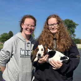 Doris (Red) - Black white and brown female Basset Hound puppy in Amelia, Ohio from Lady Mae Bassets