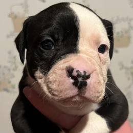 1 - male Alapaha Blue Blood Bulldog puppy in Grafton, Ohio from Eclipse Alapaha Kennels