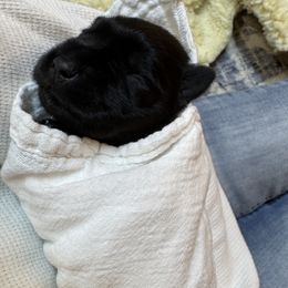 Boy 3 - Black male Miniature Schnauzer puppy in Bullard, Texas from Black Gold Miniature Schnauzers