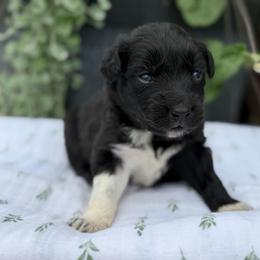 Boy 1 - Black & white male Australian Shepherd puppy in Hillsboro, Ohio from Sugar Grove Farms