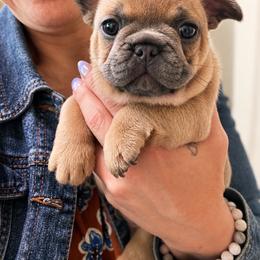 Callie - Blue fawn female French Bulldog puppy in Spanaway, Washington from Beloved Frenchies
