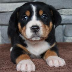 Cleo - Black, white and red female Greater Swiss Mountain Dog puppy in Gassaway, West Virginia from Rolling Hills Ranch and Kennels LLC