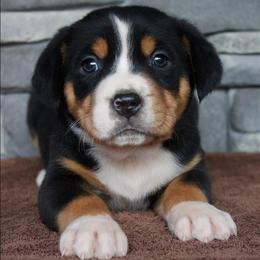 Cleo - Black, white and red female Greater Swiss Mountain Dog puppy in Gassaway, West Virginia from Rolling Hills Ranch and Kennels LLC