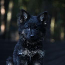 Arabella - Black and tan female German Shepherd puppy in Hawthorne, Florida from Lace's High Flying German Shepherds And Golden Retrievers