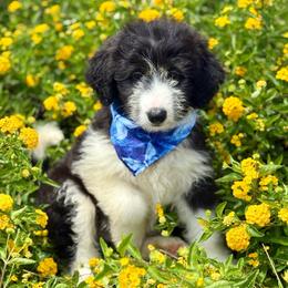 Bronc - White and black male Bordoodle puppy in Eastman, Georgia from Dood B Ranch