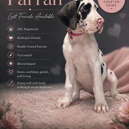 Farrah - Harlequin female Great Dane puppy in Liberty, New York from Catskills Greatest Danes