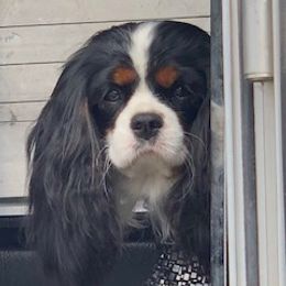 Shelby - Cavalier King Charles Spaniel
