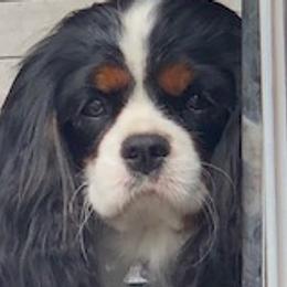 Shelby - Cavalier King Charles Spaniel