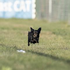 Russian Toys from Pinnacle Russian Toys