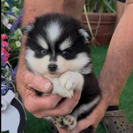 Rico - Black and white male Pomsky puppy in Spring Hill, Florida from PDQ Pomskies