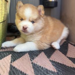 Daisy - Red and white female Pomsky puppy in Coos Bay, Oregon from Ocean View Pomskies