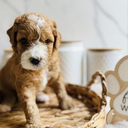 Graham, Blue Collar Male - Red male Bernedoodle puppy in Katy, Texas from Bluebonnet Bernedoodles of Southeast Texas