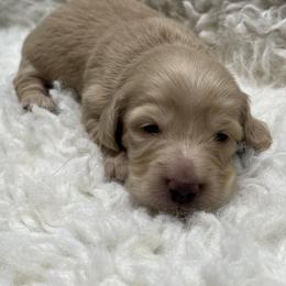 Gus - Cream male Dachshund puppy in Council Hill, Oklahoma from Rocky Springs Ranch
