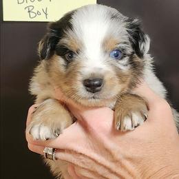 Dottie boy 2 - Blue merle male Miniature Australian Shepherd puppy in Hampton, Tennessee from TC Farms Stock Dogs - Miniature Australian Shepherds