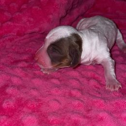 Eve - Piebald female Dachshund puppy in Liberty Hill, Texas from Champion Dachshunds