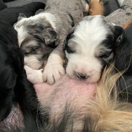 Bernedoodle and Bernese Mountain Dog Puppies from Brentwood Berners