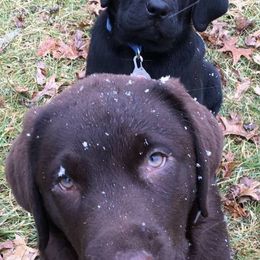 Labrador Retrievers from Buckeye Valley Labradors