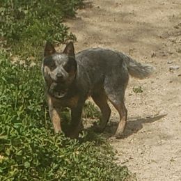 Panda - Blue female Australian Cattle Dog puppy in Nevada City, California from Reaver Australian Cattle Dogs