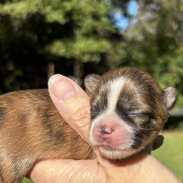 Molly - Brindle female Lhasa Apso puppy in Albany, Georgia from Clark's Lhasas