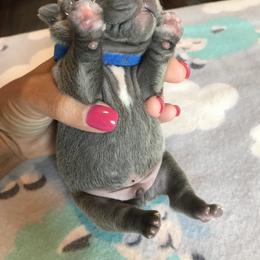 French Bulldog Puppies from Crooked C Ranch
