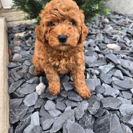 Lyle - Red  male Goldendoodle puppy in Archbold, Ohio from Wurster's Mini Wee Doodles