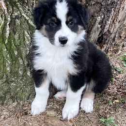 Oakley - Black tri-color male Australian Shepherd puppy in Granville, Ohio from River Trails Aussies