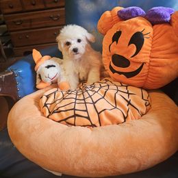 Bella - White and buff female Bichon Frise puppy in Chatham, Illinois from Bichon Frise Partnership