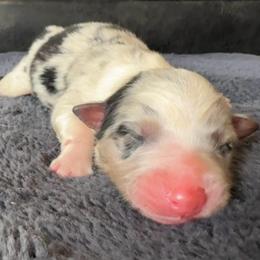 Togepi - Blue merle female Australian Shepherd puppy in Chaplin, Connecticut from Mystic Moon