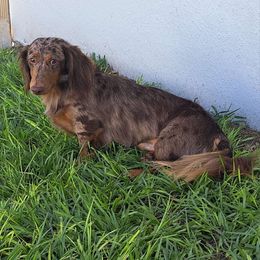 Thor - Dachshund