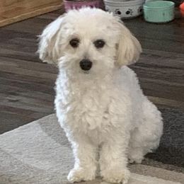 LuLu - Havapoo