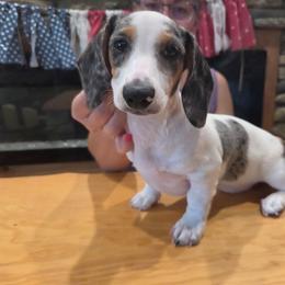 Kisses - Dapple female Dachshund puppy in Berry, Alabama from Whisper Gray