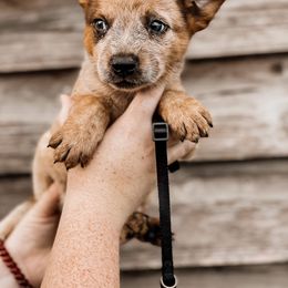 Australian Cattle Dog Puppies from Turnpike Creek Canines