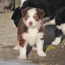 Aurora - Red tri-color female Miniature American Shepherd puppy in Hillsdale, Michigan from Faithwalk Aussies and Mini American Shepherds