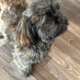 Rayna - Brindle female Shih Tzu puppy in Waynesboro, Pennsylvania from Big Win Shih Tzus