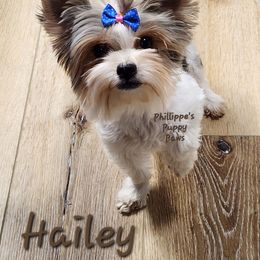 Hailey - Yorkshire Terrier